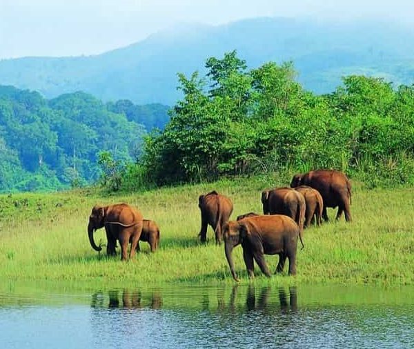 Mudumalai