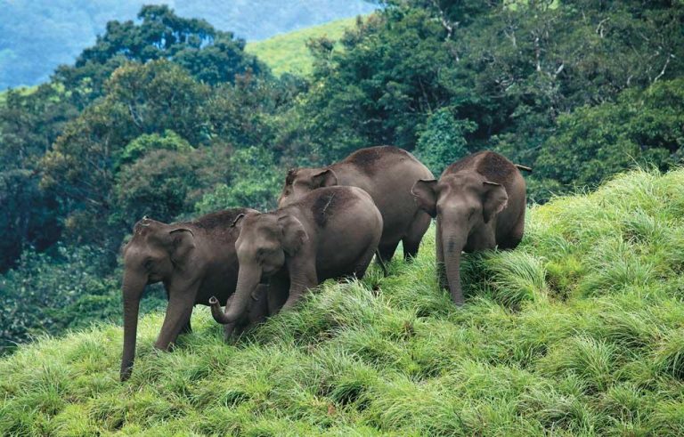 Munnar Tour Package from Coimbatore (3 Days / 2 Nights)